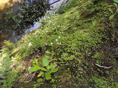 Jovellana sinclairii