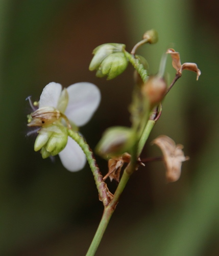 Image of Murdannia simplex by (c) Tony Rebelo, some rights reserved (CC BY-SA)