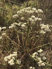 Pseudognaphalium chartaceum