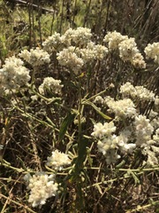 Pseudognaphalium chartaceum