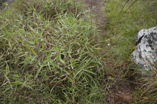 Image of Murdannia simplex by (c) Tony Rebelo, some rights reserved (CC BY-SA)