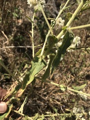 Pseudognaphalium chartaceum