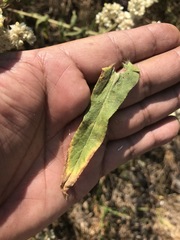 Pseudognaphalium chartaceum