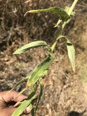Pseudognaphalium chartaceum