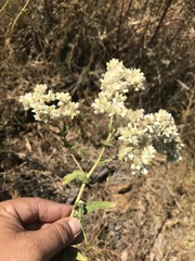 Pseudognaphalium chartaceum