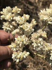 Pseudognaphalium chartaceum