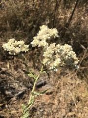 Pseudognaphalium chartaceum