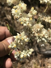Pseudognaphalium chartaceum