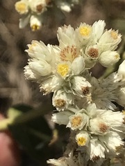 Pseudognaphalium chartaceum