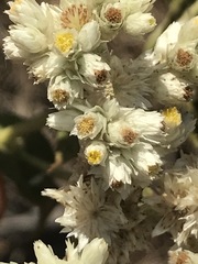 Pseudognaphalium chartaceum