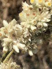 Pseudognaphalium chartaceum