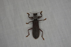 Eunatalis spinicornis
