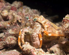 Dardanus pedunculatus