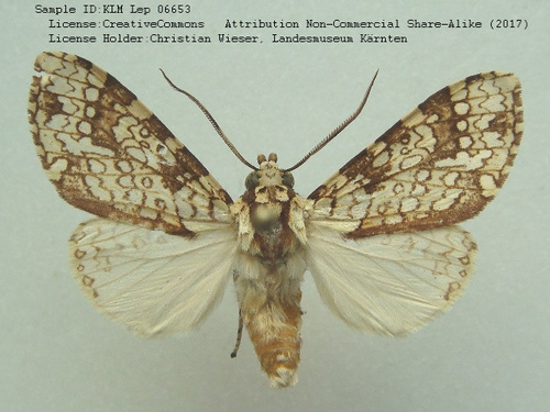 Tessella flavescens