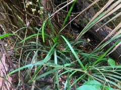 Romnalda strobilacea