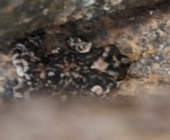 Poyntonophrynus fenoulheti