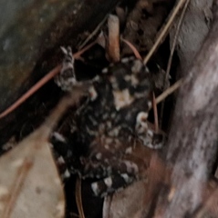 Poyntonophrynus fenoulheti