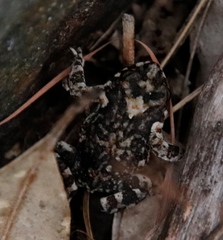 Poyntonophrynus fenoulheti