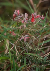 Indigofera cecilii image