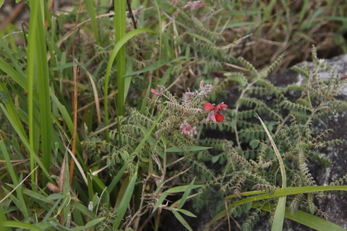 Indigofera cecilii image