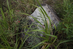 Indigofera cecilii image