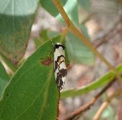 Philenora irregularis