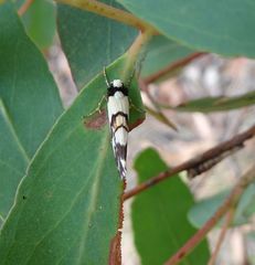 Philenora irregularis