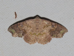 Laspeyria viridicincta