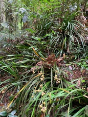 Romnalda strobilacea