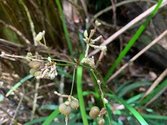 Romnalda strobilacea