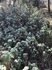 Ageratina petiolaris