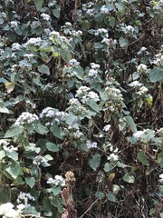 Ageratina petiolaris