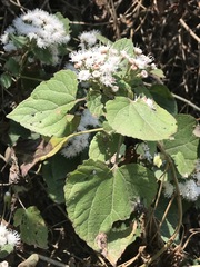 Ageratina petiolaris