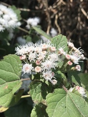 Ageratina petiolaris