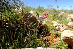 Hermannia comosa