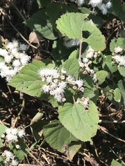 Ageratina petiolaris