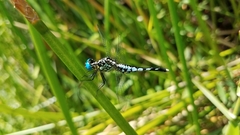 Acisoma attenboroughi