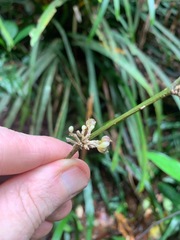 Romnalda strobilacea