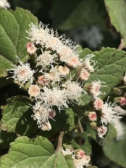 Ageratina petiolaris