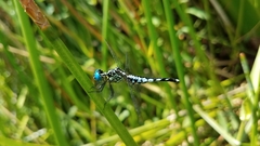 Acisoma attenboroughi