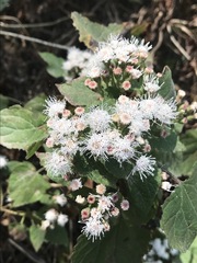 Ageratina petiolaris