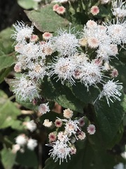 Ageratina petiolaris