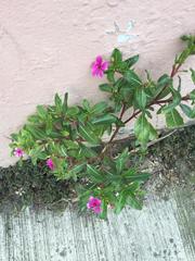 Catharanthus roseus