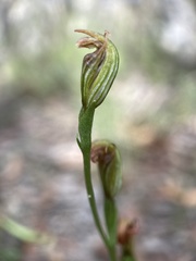 Pterostylis antennifera