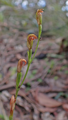 Pterostylis antennifera