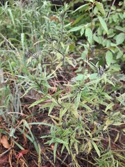 Heliotropium zeylanicum