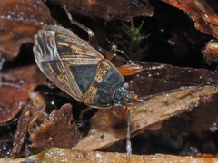 Trapezonotus dispar