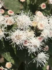Ageratina petiolaris