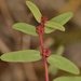 Euphorbia hammeri - Photo (c) Aidan Campos, μερικά δικαιώματα διατηρούνται (CC BY-NC), uploaded by Aidan Campos