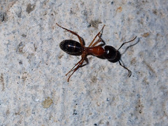 Camponotus clarithorax